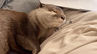 カワウソの寝相七変化！ Multiple sleeping patterns of otters
