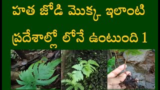 హత జోడి మొక్క ఇలాంటి ప్రదేశాల్లో లోనే ఉంటుంది 1