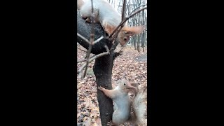 Две белки, два ореха / Two squirrels, two nuts