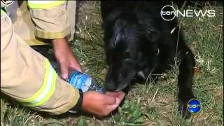 Kasper the Labrador