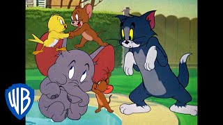 Tom & Jerry in italiano | Jerry e i Suoi Alleati 