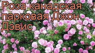 Роза канадская парковая Джон Дэвис (john davis) ? обзор: как сажать, саженцы розы Джон Дэвис