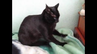 Кот учится делать массаж!