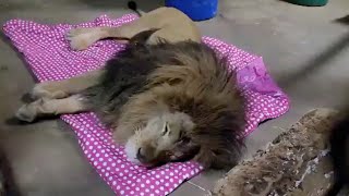 Nervous rescue lion uses blanket to stay calm during rainstorms