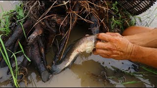 National Fishing - Catfishes fishing in Cambodia
