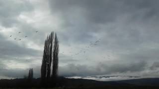 Avistaje de Cauquenes en Cholila, Chubut Patagonia