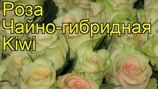 Роза чайно-гибридная Киви. Краткий обзор, описание характеристик, где купить саженцы Kiwi