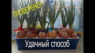 Выращивание лука на зелень. 3 способа. Сравнение