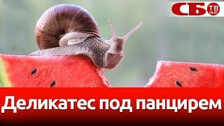 Где разводят и чем кормят улиток | репортаж с фермы