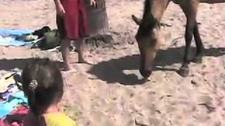 Horses Mating On The Beach B.C.S  MEXICO 