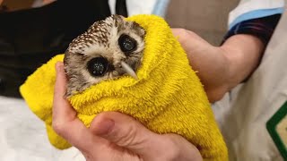 Сова Чучундрий у ветеринара @RedTabby на приёме. Смотрим сычу в самую нутрь