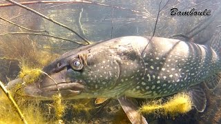 Brochet monstre, carpe, poule d'eau, plongée à la gravière des olivier à la bamboulé, la vidéo.