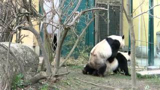 Pandas mating in Zoo Vienna - Schönbrunn