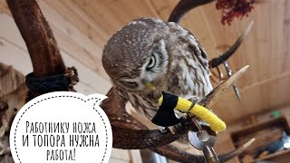 Сыч Лучик получил подарок на ночь. Переживаем за сплюшек вместе?