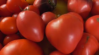 ТОМАТ "МЯСИСТЫЙ САХАРИСТЫЙ". №59. ДЕГУСТАЦИЯ. 