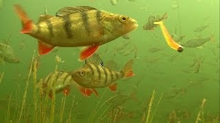 Perch attacks: this canal is full of fish. Fishing with soft bait.