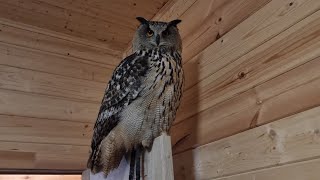 Yoll's добрый stream из Совиного дола. Пережидаем зиму