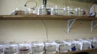 Estufa HM Bettas