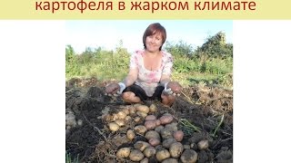 Выращивание картофеля в жарком климате