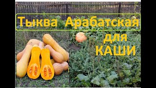 Посев Тыквы для каши