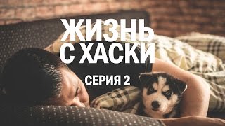 Жизнь с Хаски: Серия 2 (нагадил в квартире, первые игрушки, вольер для щенка)