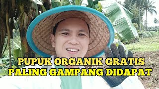 MEMANFAATKAN RUMPUT / GULMA MENJADI PUPUK ORGANIK UNTUK TANAMAN JAGUNG. PENYIANGAN & PENDANGIRAN.
