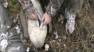 Goose Cleaning-Breasting