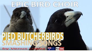Australian Butcherbird Choir_Amazing Performance!!!