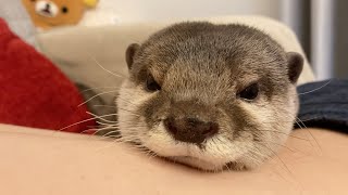 暑過ぎるというのにくっついてくるカワウソに困ってます… I'm having trouble with the otter sticking to me even though it's hot.