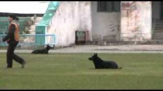 Gargona iz Voiska Donskogo В-81 (IPO-1) / Volgograd 2010