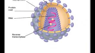 Viral Genetics