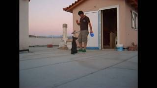 Puppy Training εκπαιδευση κουταβιου (PART 1)