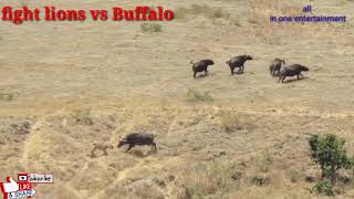 Best fight Single Buffalo & Two Angry  Strongest Lions fight......