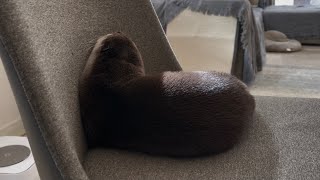 カワウソさくら ついに飼い主の椅子を独り占めし始めた茶色いかたまり otter that monopolizes the owner's chair