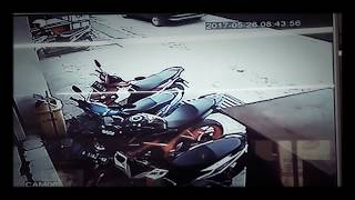 Curanmor di taman cibodas