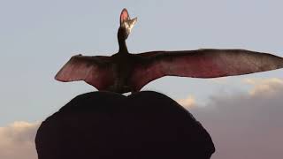 Microraptors and Pterosaurs, the first flying species