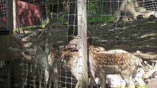 Pymatuning Deer Park Pennsylvania