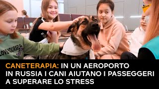 Caneterapia: in un aeroporto in Russia i cani aiutano i passeggeri a superare lo stress