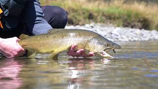 Fly fishing New Zealand South Island Rivers