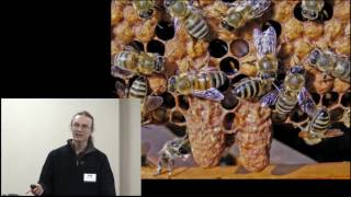 Local Honey Bee Strains and Feral Swarms with Leo Sharashkin