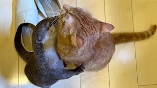 家族揃ってシンクロしてしまうカワウソや猫たち Otters and cats that synchronize with the whole family.