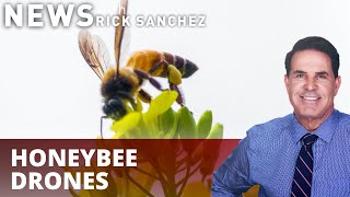 No bees? No problem! Tiny flying robots to the rescue