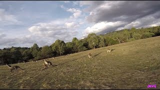 FPV - moxie