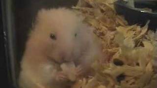 Peanut, my hamster eating