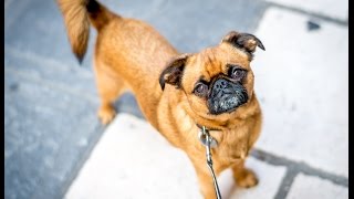Walking our Petit Brabancon (Griffon) - Niko