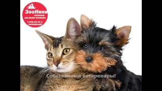 ЗООНЯНИ
