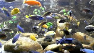 Malawi Aquarium 937ltr - Best Video