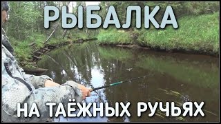 РЫБАЛКА ЛЕТОМ НА ТАЕЖНЫХ РУЧЬЯХ / ХАРИУС НА СПИННИНГ