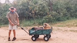 These good humans carry elderly dog in wagon for 2 hours every day