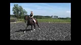 Vivaldi  (for sale)